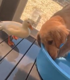 ���{����A�q���ɐa�m�I�ȑΉ��A�D�������郏���R���b��Ɂu�ٕ����𗬂͑�ς��c�v