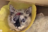 �������L�̕s�R���A�����s�ґ�������ł��u�Ɛl��ߕ߂ł��Ȃ��v�W�����}