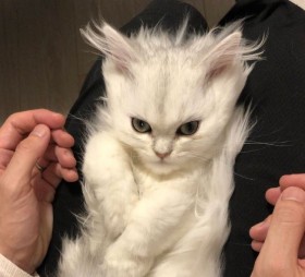 �u�N���X�J�E�^�[�Ő퓬�͌v�����āvSNS�Řb��ɂȂ����g�X�[�p�[�T�C���L�h�@���킢���̗��ɂ���������L�̔߂����o�