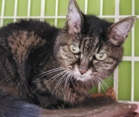 �u���Ă��܂����c�v����v�w�̌�����g�o�߂����h�V�L�A����鎔����̐ӔC