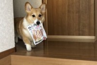 �܂�j�炸�����Ă���Ȃ�āc�W���[�L�[���D��������R�[�M�[�Ɏ����傳��u�H������V�����ǁA�����͔F�߂�v