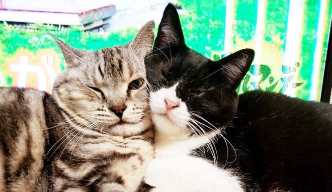 盲目でガリガリ 多頭飼育から救われた猫 仲間猫と家族に助けられ幸せに Oricon News