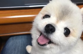 ������������|�����j�A���̂��܂��čU���Ɏ����傳�񍢘f�c�ݑ�[�N�̈Ӗ����킩���ĂȂ��g�s����h�ɔ���