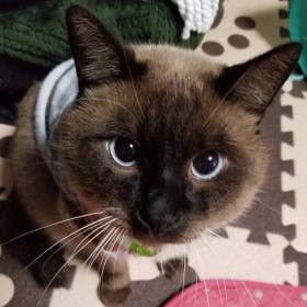 �u�^�k�L���̎̂ĔL�v�����������́H �ی�L�����ɂ��e���Ƃ��R���i��