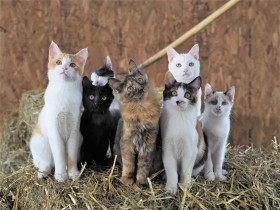 �����ʐ^�ƁE�⍇�������A�R���i�ЂɃl�R�������Ă��ꂽ�g�{���̖L�����h�u���������̐��E�ł̏[��������΂����v