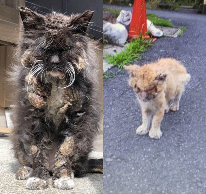 ボロボロ 妖怪のよう 悲しい末路たどる猫たち 地域猫活動の裏に 救えない ジレンマ Oricon News