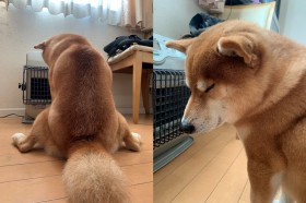 �҂��ɑ҂����h�X�g�[�u���ցh��S����y���ގČ��̗l�q�ɔ����u�����̕\��Ƃ͂܂��ɂ��̂��Ɓv