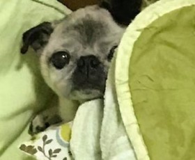 �z�c������W�߂��ď�c�����傳��ɒ܂�؂�ꂽ�����������p�O�̕\����Ȃ�����