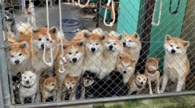 �H�c���ƎČ����M���b�ƏW�܂�h���ӂ��Ӄp���_�C�X�h�ɔ����@�l�����������R�́u�����m�̐G�ꍇ�������邩��v