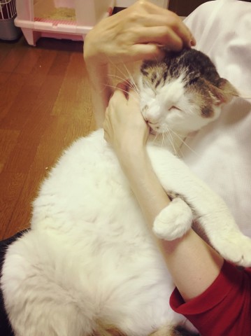 天使の心を持つ猫 天真爛漫だけど脳に障害 安楽死寸前だった猫を救った苦渋の決断とは Oricon News