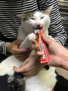天使の心を持つ猫」天真爛漫だけど脳に障害u2026安楽死寸前だった猫を救っ 