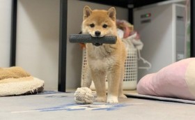 �u����Ȃɂ��킢���S�Ȃ�S�R�A���I�v�H���q�ɂȂ����e���Ƃ���������h�Č�������h�̑����֌W��