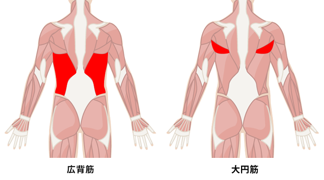 背筋を鍛える際の背中の代表的な筋肉である広背筋（左）と大円筋（右）