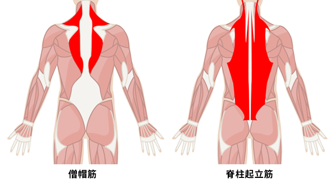 背筋を鍛える際の背中の代表的な筋肉である僧帽筋（左）と脊柱起立筋（右）