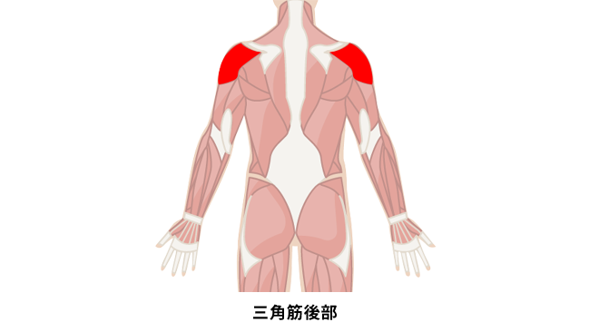 背筋を鍛える際の背中の代表的な筋肉である三角筋後部