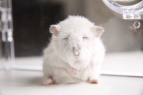 �n���X�^�[�����{���{�̂����������ɁH�u���V�̕��i�v