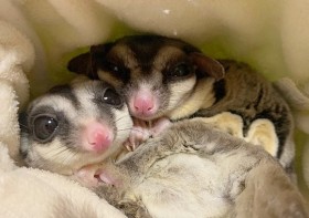 �g�Y���Q�h�Ɂg�ǃh���h�A���ǂ�������t�N���������K�v�w�Ɂu�����������v�u�h���I�v