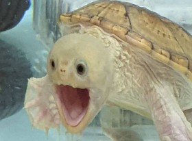 �u�A�S�c�ǂ��Ȃ��Ă�́H�v�ӂƂ����u�Ԃ̕\��L���ȁg�n���K�P�K���h��67��������