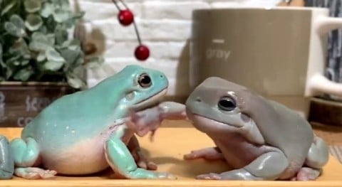 ビンタ 漫才 陶器みたいな本物のカエルの仕草に反響 50匹飼う投稿主が明かす魅力 Oricon News
