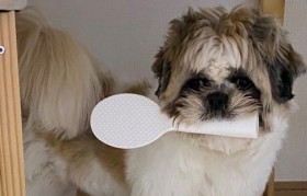 10�N�O�̒n�k���v���o�����u����l�߂Ă����C�������ق��ꂽ�v