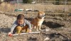 畑仕事を頑張る男の子と“我関せず”な柴犬コンビの奮闘劇、飼い主さん「監督が新人作業員を見守るかのよう」