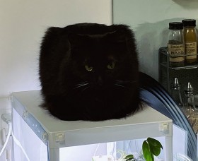 ���A���g�g���W�F���h�H ���V�A�̖X�q�H �l�p�����L�Ƀt�H�����[���f�c��t�H�����̐^���Ƃ�