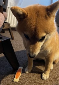 �{����Č��̕\��ɋ����u���s�s�ȏ�i�̐����𕷂��Ă鉴���v