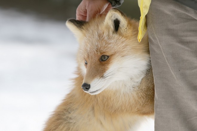 バケモノ感あるタヌキ と 妖艶な女狐 一緒に暮らす動物たちの写真に反響 マイナス度の北海道へ赴く思い Oricon News
