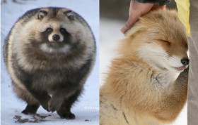 �u�o�P���m������^�k�L�v�Ɓu�d���ȏ��ρv�H �ꏏ�ɕ�炷���������̎ʐ^�ɔ����A�}�C�i�X20�x�̖k�C���֕����v��