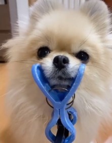 �ǂ�Ȃ��̂ɂ��g�����̂��h�����Ⴄ�|�����j�A���ɔ����A����́u�A�h���u�ňꔭ�B��v