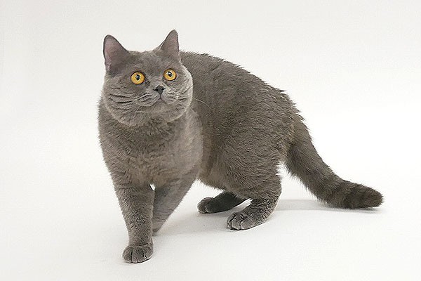 まん丸で可愛い サランラップcmの猫が話題 動物プロダクションが明かすペットモデルの今 Oricon News