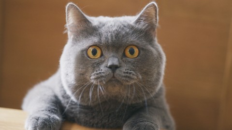 「まん丸で可愛い！」サランラップCMの猫が話題、動物プロダクションが明かすペットモデルの今