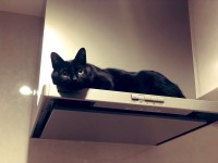 �����W�t�[�h�̏�ɒ�������L�b�`���̐_�l�H �_��I�I�[�����o���g���L�l�h�̐��̂Ƃ�