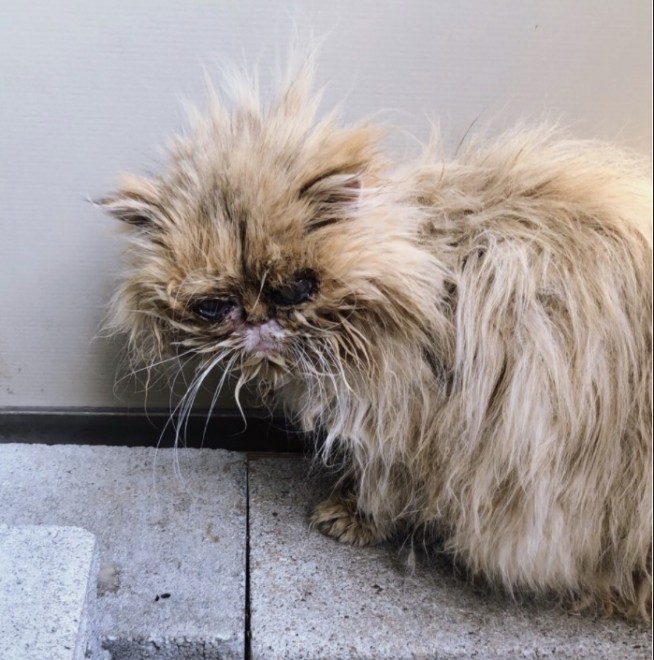 まるでカマキリ 逆三角形にやせ細った子猫 ヤギからエサもらう過酷生活から 別猫 のような劇的チェンジ 2ページ目 Oricon News