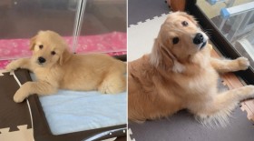 ���������S�[���f�����g���o�[�̔�r�ʐ^�ɔ���