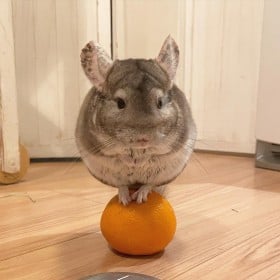 �▭�ȃv���v���������c�݂����肱�Ȃ��`���`��200���Đ�