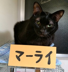 �u�}�[���C�I���v�̂悤���������L�A�ی삳��g����x�����h�Ƃ��čK���f�r���[