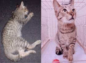 �u�M�і�ɍs���|��c�v�K���K���������q�L�A�Q�����L�����z�����L�Ƀ`�F���W