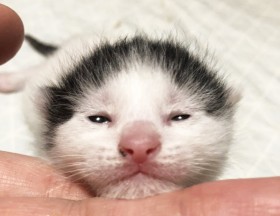 �u�Ԋ����Ɏ��Ă�I�v�X�e�L�͗l�̎q�L���������ɕϖe�A�ی삳�ꐶ�܂ꂽ�L�ɂ��K���ɂȂ錠��