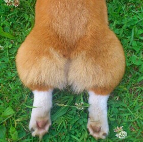 �Ȃ��R�[�M�[���g�C�v�[�������ې؂�H �f���E�f���s�ׂ����{�ŏ����Ȃ����R