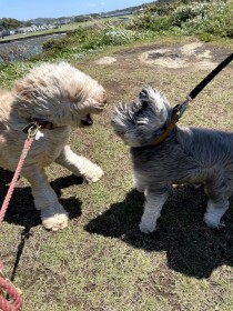 ���ɐ�����ĖL���ȑ̖т��I�������ɔ����u�^�^���_�݂����v