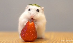 ��������H�ׂ�n���X�^�[���܂�Łg�d���h�Ƙb��