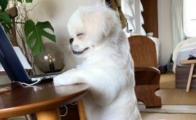 ���������ȃy�L�j�[�Y�ɔ����u�G�w�w�Ƃ��������������Ă������v