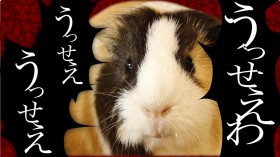 �������b�g���w����������x���v�C�v�C�M���H�@����o�C�I�p�[�N��YouTube�Ɂu�u�[���ւ̋����ȏ������ō��v