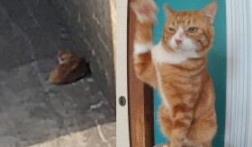 �u���Ŏ���҂����������v�ی�L����Ղ̕����A�C�P�����ɂȂ��S�̃E�B���N