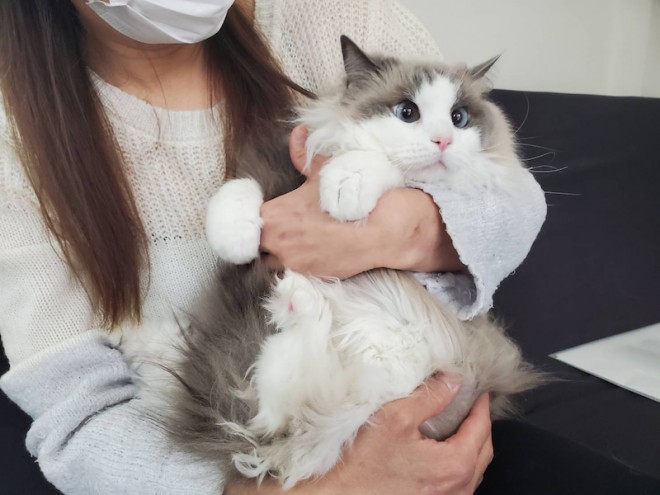 うつ病で猫を手放す 飼い主と猫の涙の別れ 大切だからこそ違う道を作る 2ページ目 Oricon News