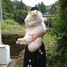 �C�O���f�B�A�ł��b��̃f�J�j�����u�n�O�������v�u�z���C�g�^�C�K�[�ɂ��������Ȃ��v