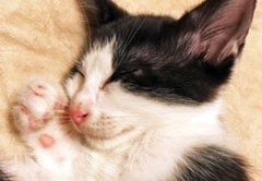 �u�v�����ق�100���v�R���i�E�C���X�����̎��̕a�c���z�����q�L�����S�����A�g�ߑs���[���h�̃C�P������