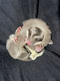 �g�����Ɓh�t�N���������K�̐Q�p�Ɂu�x�X�g�����ʐ^�v