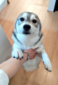 �����傳��̋A����������āc�h�A�U���V���h�ł��o�}��